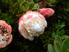 Protea venusta