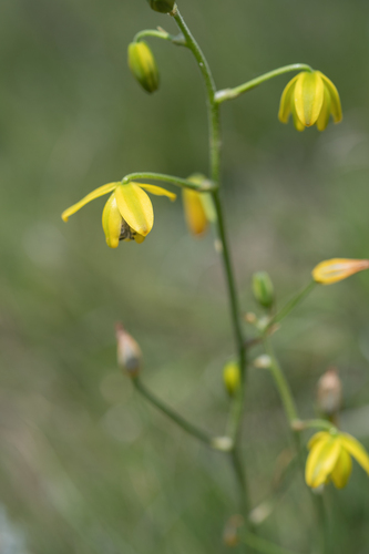 Albuca shawii