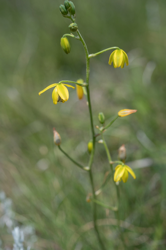 Albuca shawii