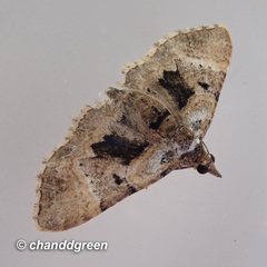 Mnesiloba dentifascia