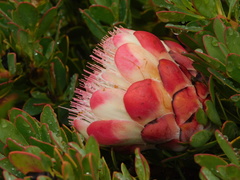 Protea venusta