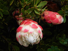 Protea venusta