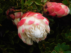 Protea venusta
