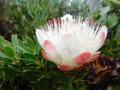 Protea venusta