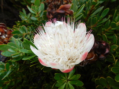 Protea venusta
