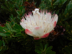 Protea venusta