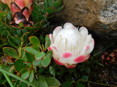 Protea venusta