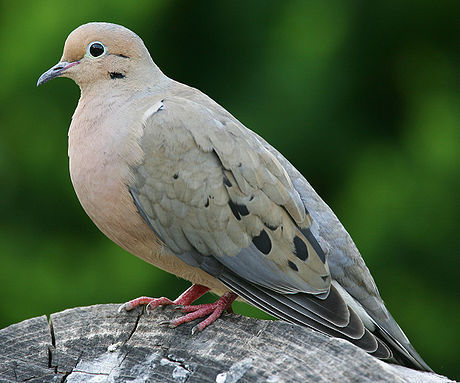 are mourning doves monogamous