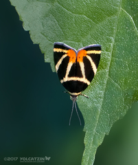 Hemerophila felis
