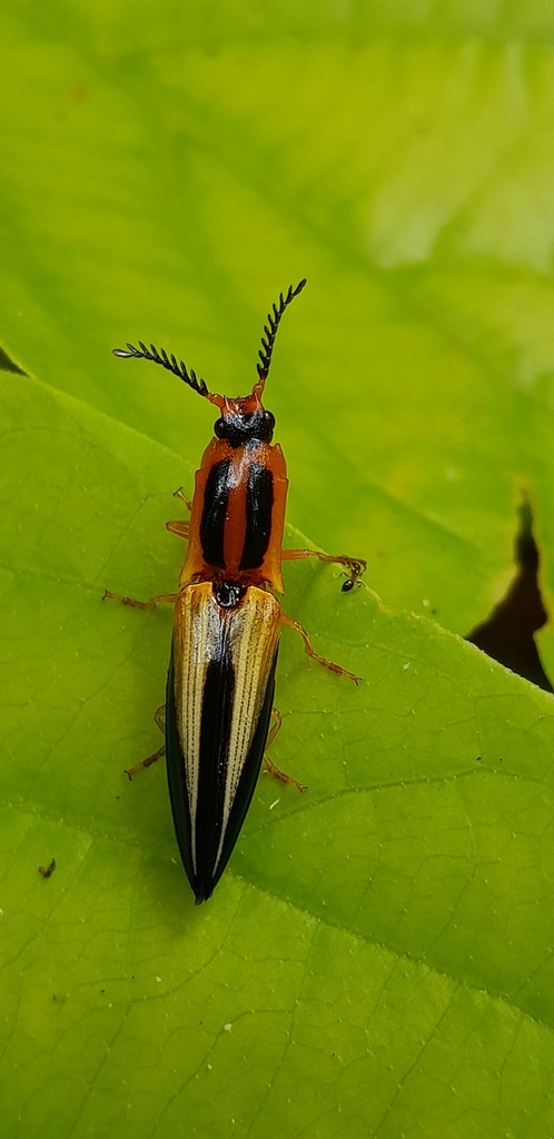 Semiotus convexicollis