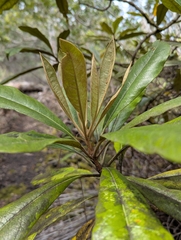 Pittosporum hosmeri, photograph (c) David Anderson, some rights reserved (CC BY)