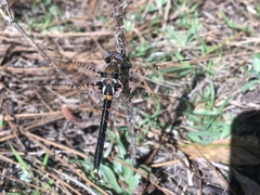 Helocordulia selysii