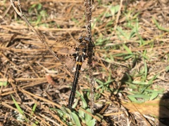 Helocordulia selysii