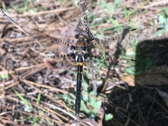 Helocordulia selysii