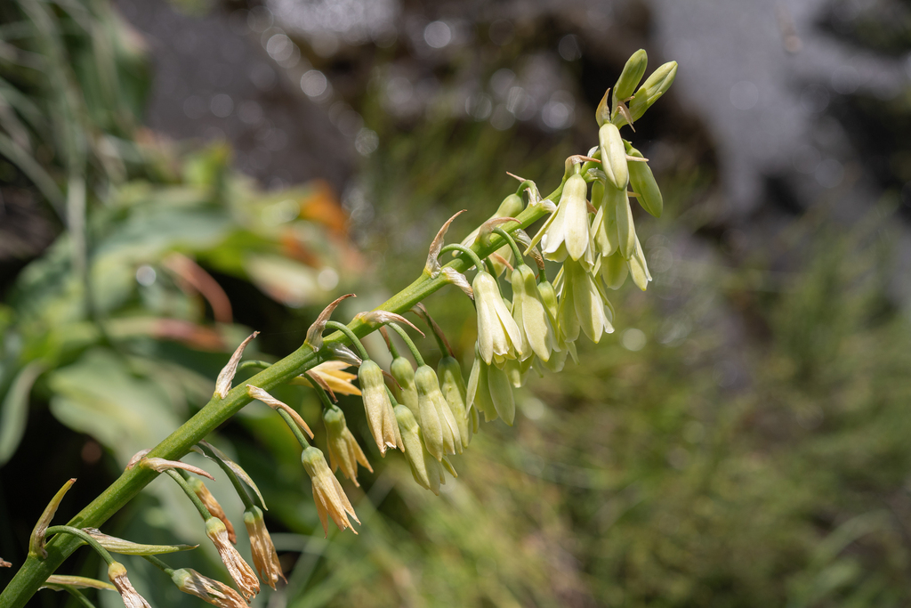 Ornithogalum regale; photograph (c) Morten Ross, some rights reserved (CC BY)