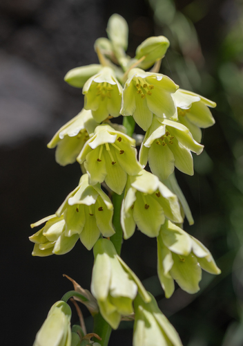 Royal Chink (Ornithogalum regale)