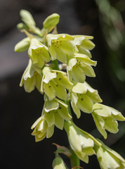 (c) Morten Ross, some rights reserved (CC BY) Ornithogalum regale, photograph (c) Morten Ross, some rights reserved (CC BY)