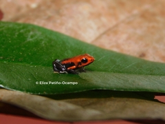 Santander Poison Frog photo 3