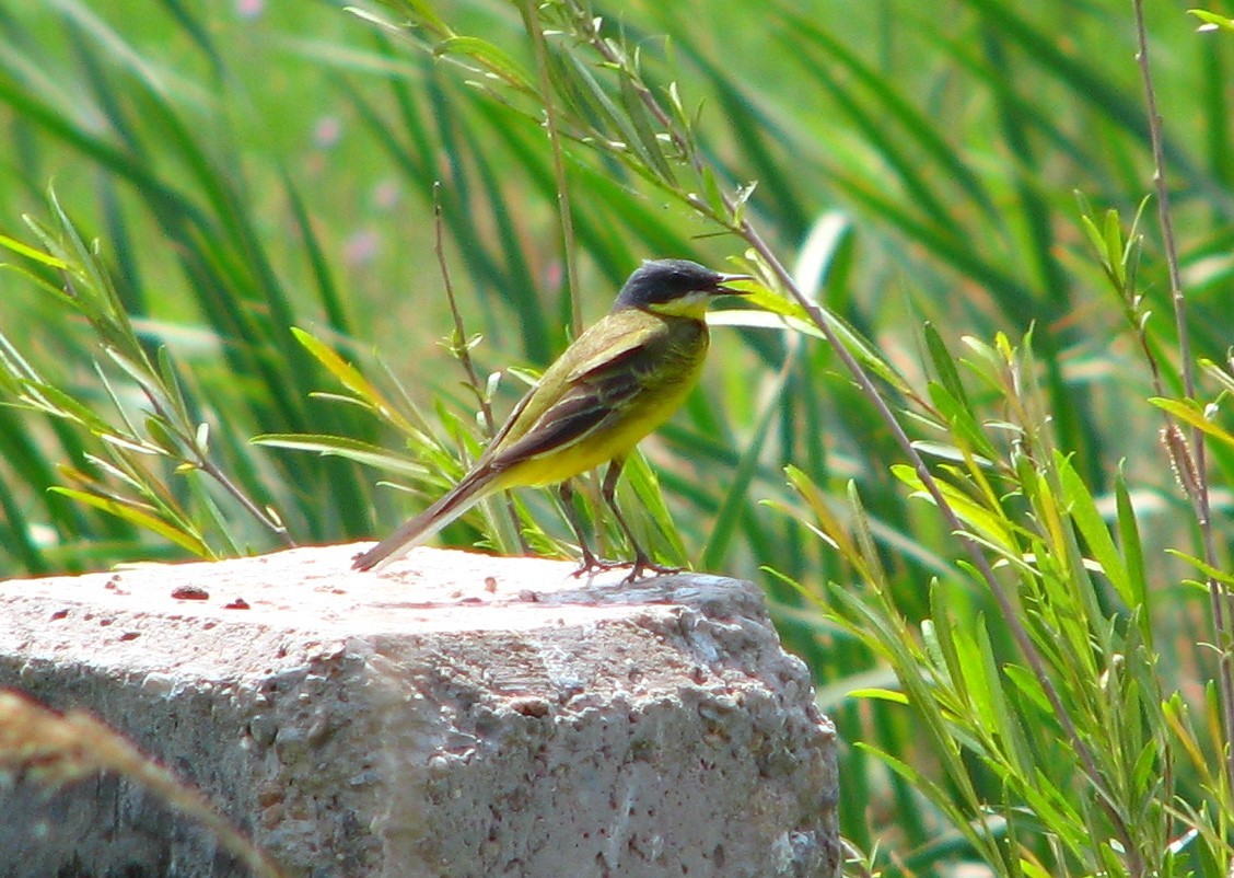 Eastern Yellow Wagtail
