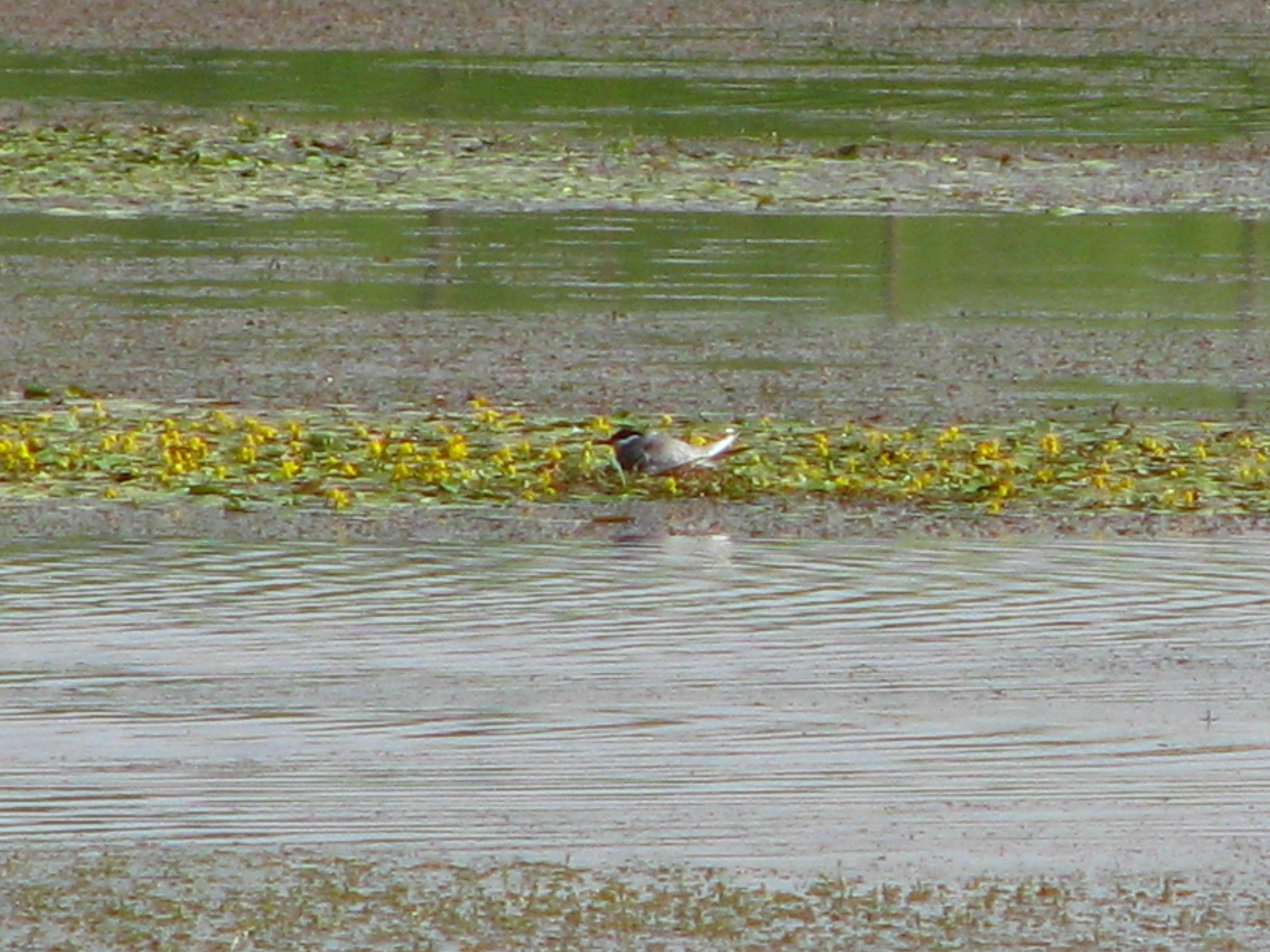 Whiskered Tern