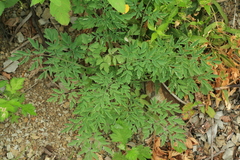 Corydalis pallida
