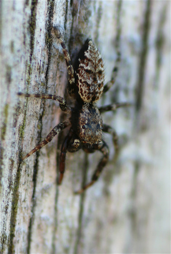 Fencepost jumping spider photo 3