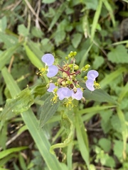 Aneilema dregeanum