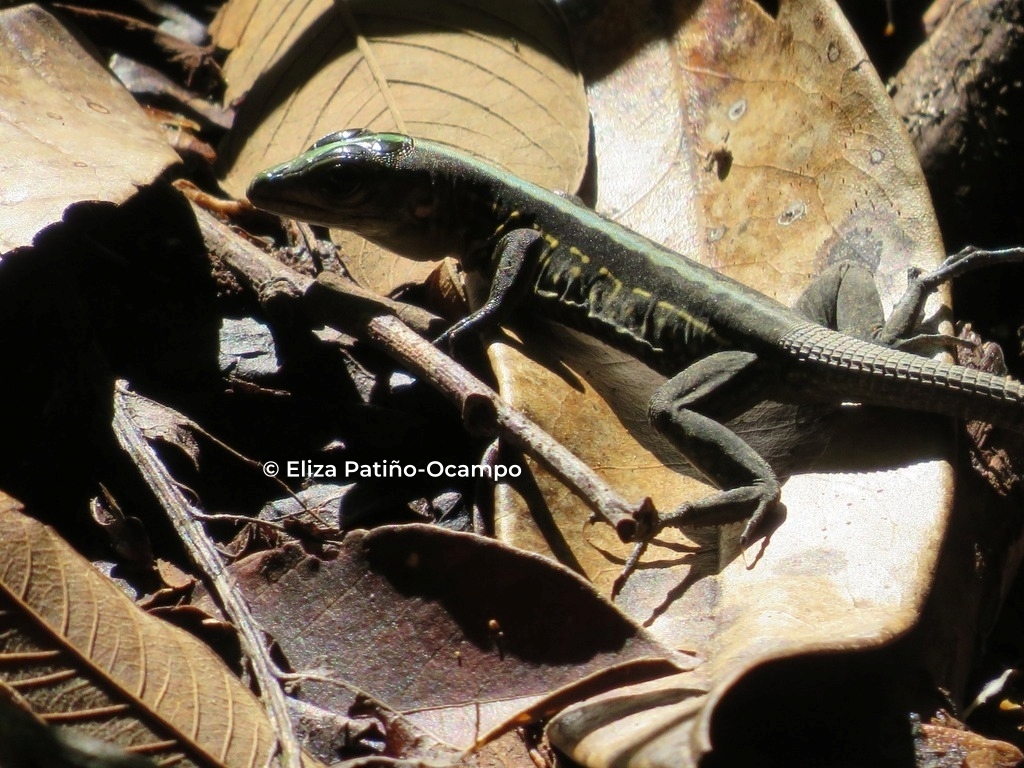 Niceforo's Ameiva photo 4