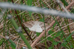 Petrophora subaequaria