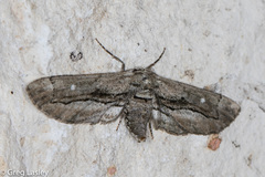 Holochroa dissociarius