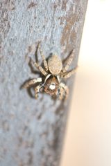 Salticidae