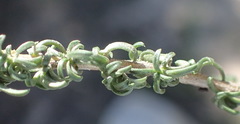 Wahlenbergia nodosa