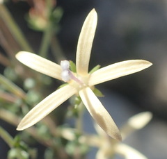 Wahlenbergia nodosa