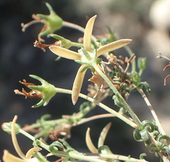 Wahlenbergia nodosa
