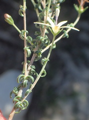 Wahlenbergia nodosa