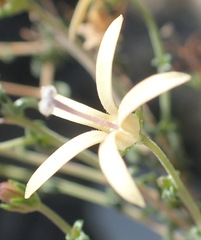 Wahlenbergia nodosa