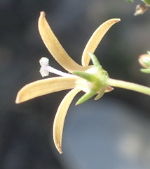 Wahlenbergia nodosa