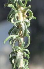 Wahlenbergia nodosa