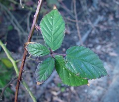 Rubus lindleianus