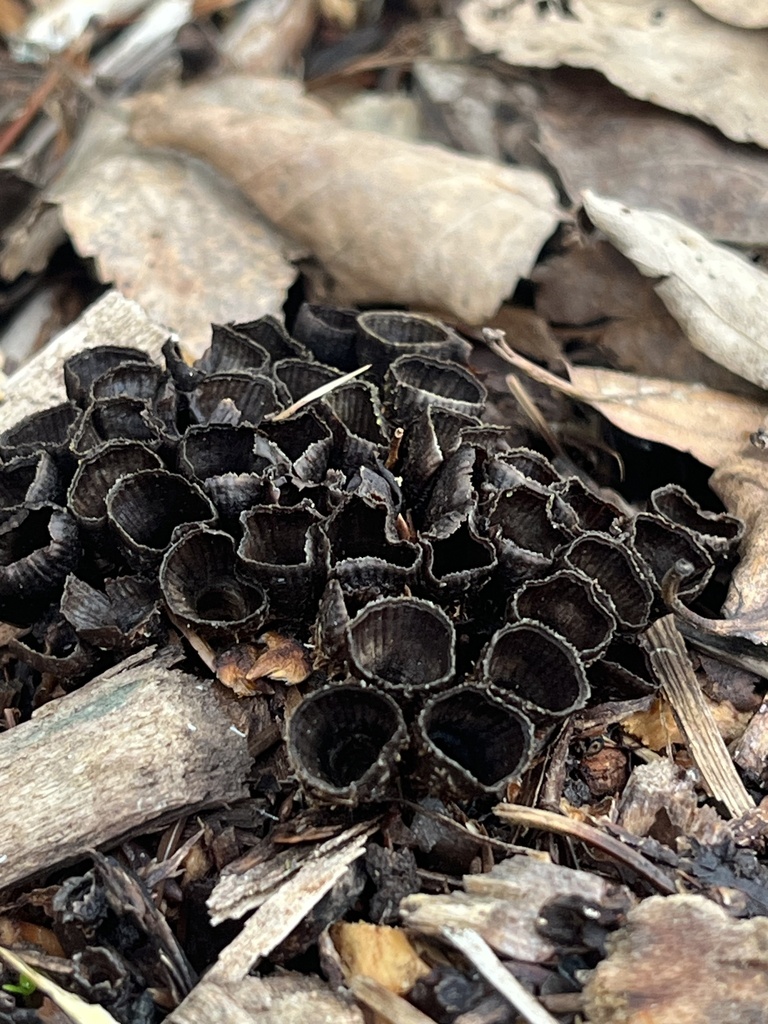 Cyathus striatus · March 2026 · photo: © bcrobyn (iNaturalist, cc0)
