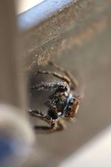 Salticidae