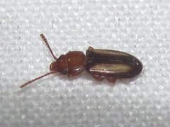 Laemophloeus terminalis