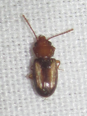 Laemophloeus terminalis