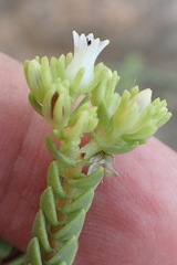 Crassula ericoides ericoides
