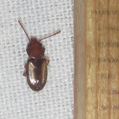 Laemophloeus terminalis