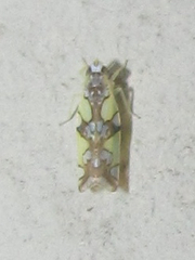 Protalebrella conica