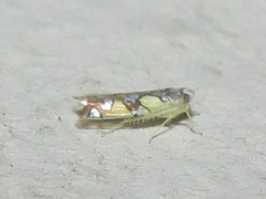 Protalebrella conica