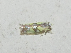 Protalebrella conica