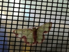 Synchlora xysteraria