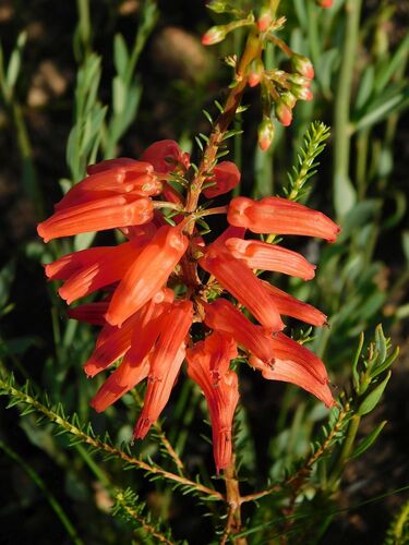 Ninepin Heath (Erica mammosa)